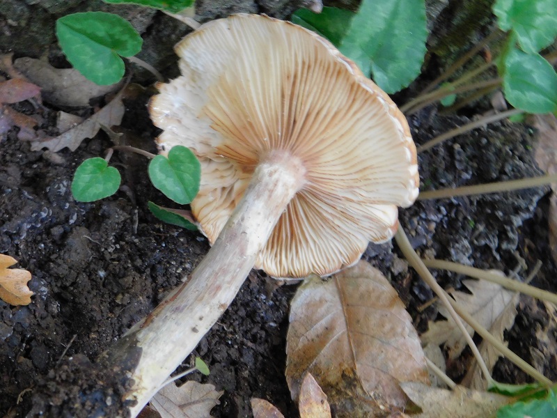 20 Fotogr il 18.12.2021 sotto Leccio